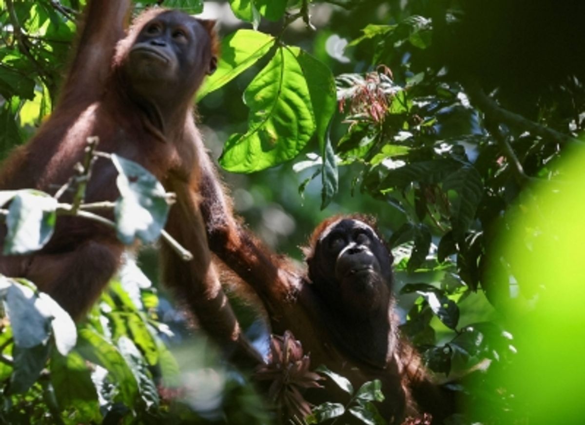 AI生成された野生動物画像が動物と人々に危険をもたらすと専門家が警告