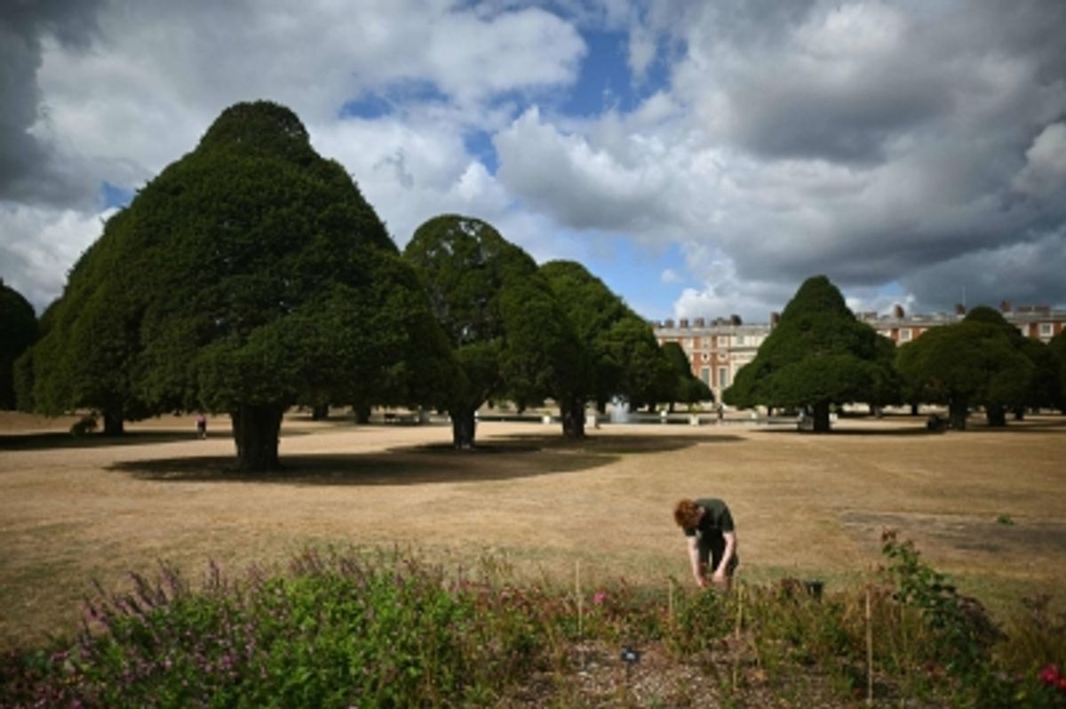 英国の歴史的庭園、気候変動で樹木が「諦め」の様相