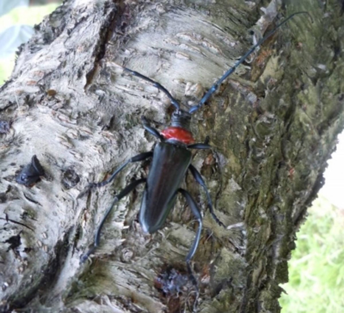 日本、侵略的甲虫クビアカツヤカミキリの拡散防止へ