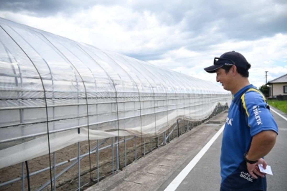熊本地震、トマト生産に打撃—農家は作付準備中に被災