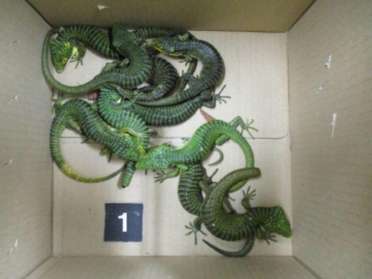 手荷物から約200匹のトカゲを発見、密輸未遂でメキシコ人男性を逮捕