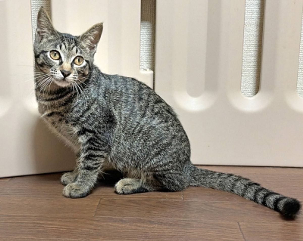 ノヴァ：ARKで回復した子猫が里親を募集