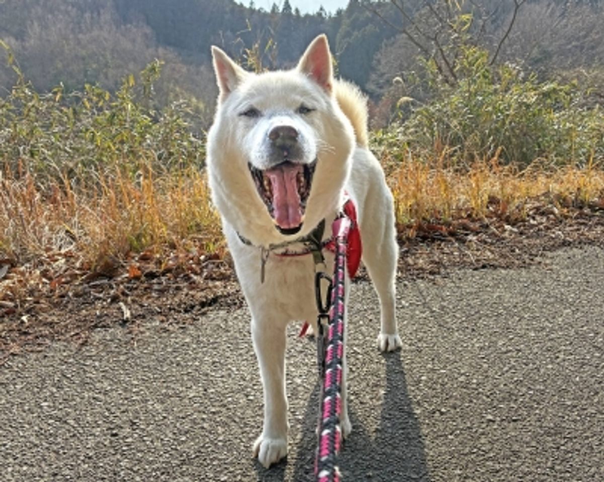 保護犬「王子」が新しい家族を待つ