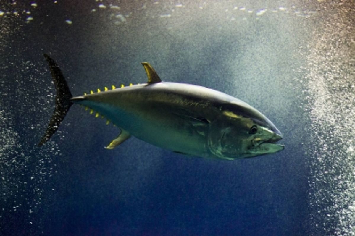 太平洋クロマグロ漁獲枠、2027年度から25%増へ合意