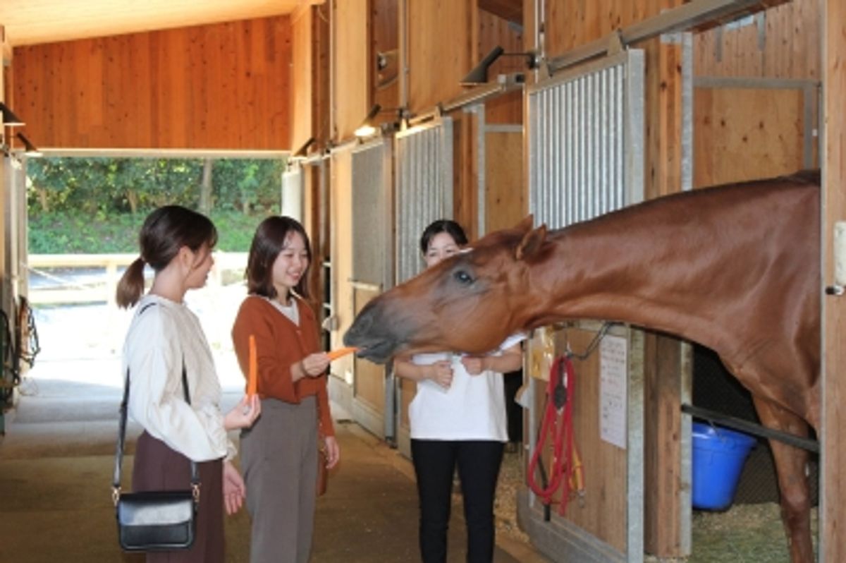 引退した競走馬の新たな道：日本のリハビリテーションとセカンドキャリア