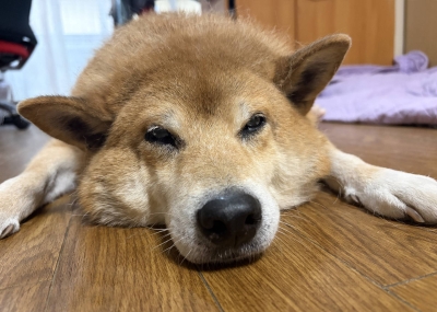 柴犬：適切な飼い主にとっての理想的なパートナー