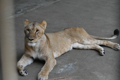 多摩動物公園でライオン3頭が死亡、熱波が影響か