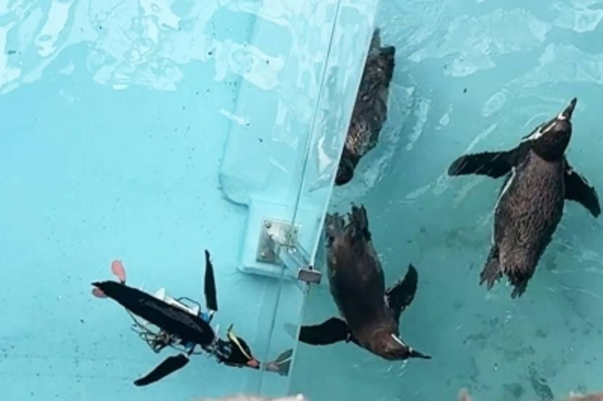 和歌山のテーマパークでロボットペンギンが実演