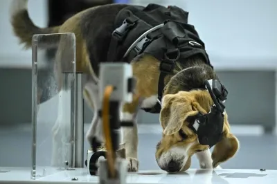 犬ががんを嗅ぎ分ける？インドでAIが加わる