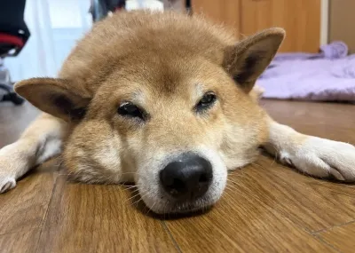 柴犬：適切な飼い主にとっての理想的なパートナー